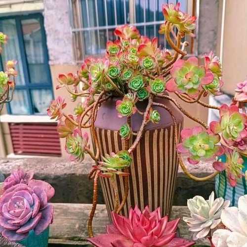 多肉老桩怎么培养？多肉老桩如何养？