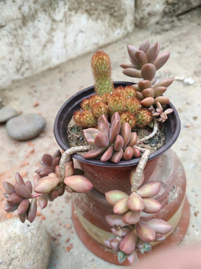 多肉老桩怎么培养？多肉老桩如何养？-第2张图片-优品飞百科