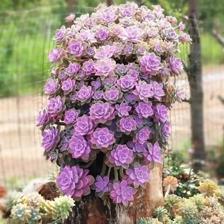 多肉老桩怎么培养？多肉老桩如何养？-第3张图片-优品飞百科