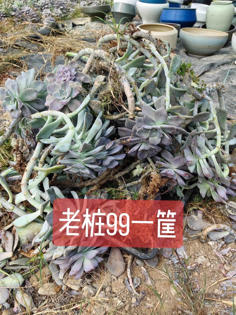 多肉老桩怎么培养？多肉老桩如何养？-第4张图片-优品飞百科