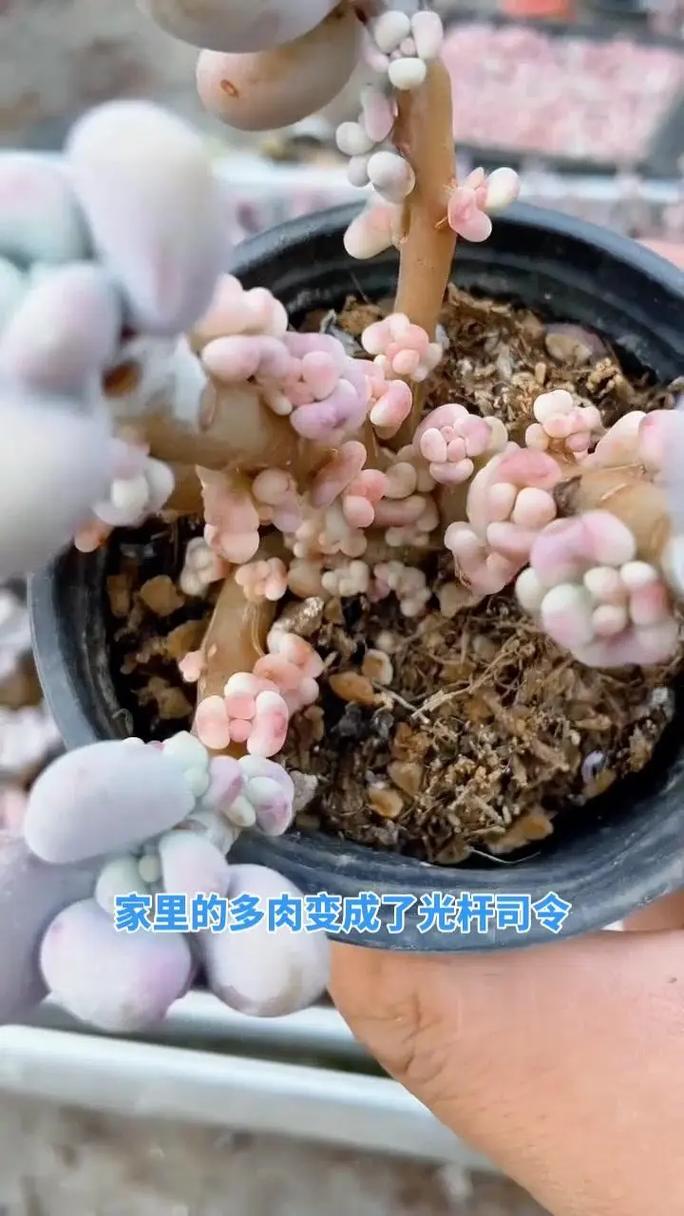 多肉老桩怎么培养？多肉老桩如何养？-第5张图片-优品飞百科