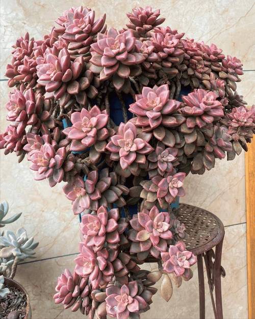 多肉老桩怎么培养？多肉老桩如何养？-第6张图片-优品飞百科