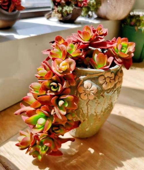 多肉老桩怎么培养？多肉老桩如何养？-第7张图片-优品飞百科