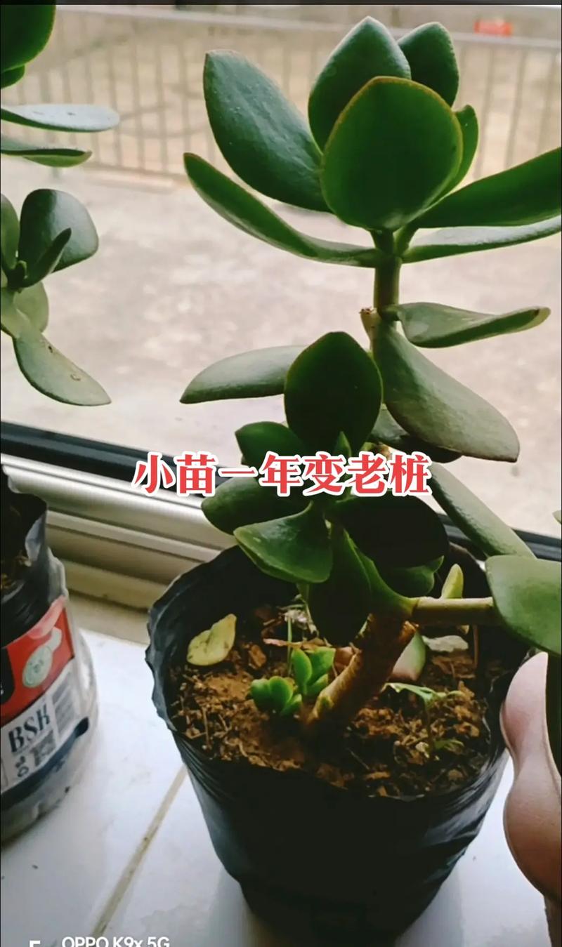 多肉老桩怎么培养？多肉老桩如何养？-第8张图片-优品飞百科
