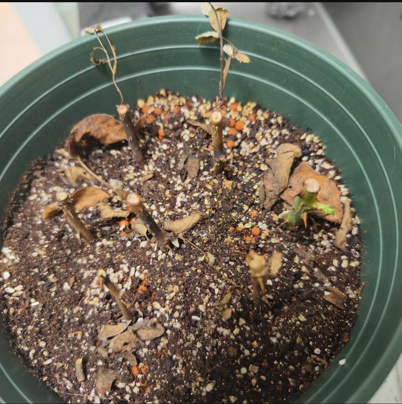 玫瑰花怎么养才不死，玫瑰花怎么养不容易枯萎？