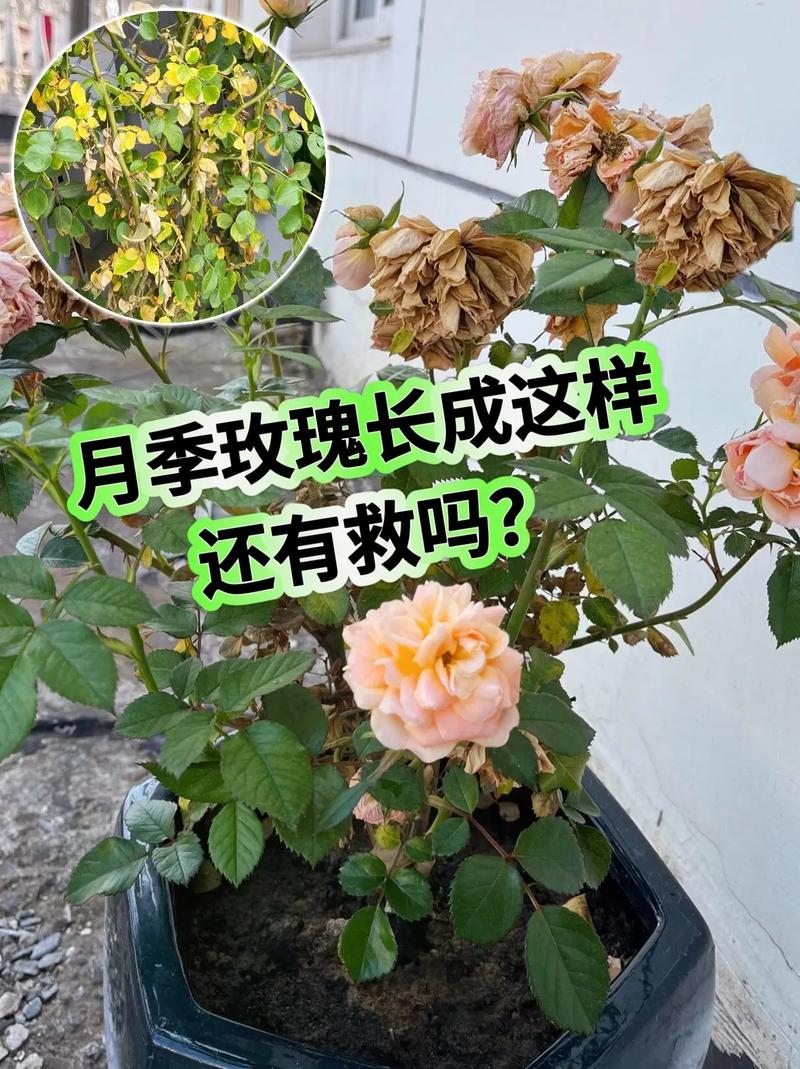 玫瑰花怎么养才不死，玫瑰花怎么养不容易枯萎？-第3张图片-优品飞百科