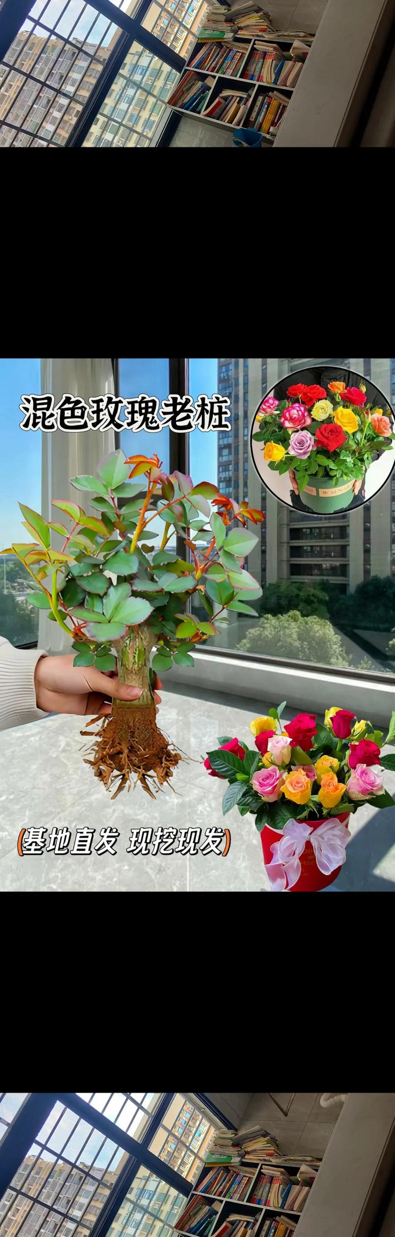 玫瑰花怎么养才不死，玫瑰花怎么养不容易枯萎？-第5张图片-优品飞百科