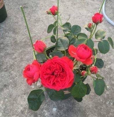 玫瑰花怎么养才不死，玫瑰花怎么养不容易枯萎？-第7张图片-优品飞百科