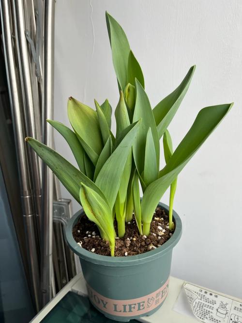 郁金香黄叶怎么办？郁金香叶子枯黄？