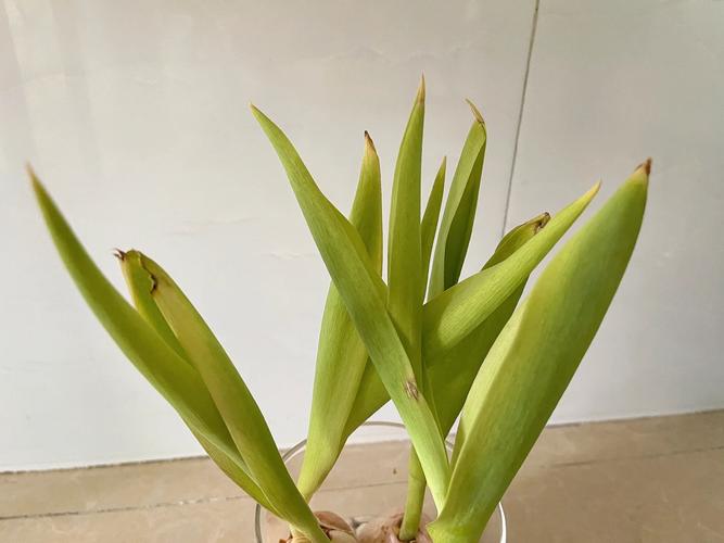 郁金香黄叶怎么办?郁金香叶子枯黄?-第2张图片-优品飞百科 郁金香黄叶怎么办?郁金香叶子枯黄?-第2张图片-优品飞百科