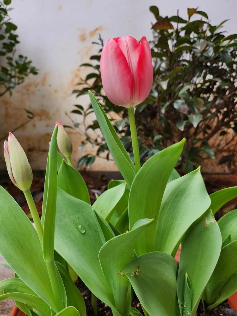 郁金香黄叶怎么办?郁金香叶子枯黄?-第3张图片-优品飞百科 郁金香黄叶怎么办?郁金香叶子枯黄?-第3张图片-优品飞百科