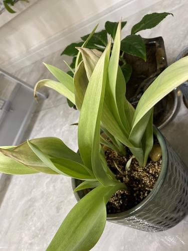 郁金香黄叶怎么办?郁金香叶子枯黄?-第4张图片-优品飞百科 郁金香黄叶怎么办?郁金香叶子枯黄?-第4张图片-优品飞百科