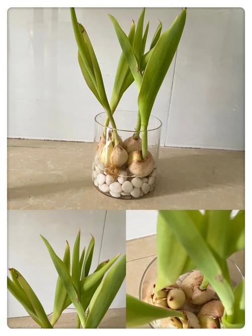 郁金香黄叶怎么办?郁金香叶子枯黄?-第5张图片-优品飞百科 郁金香黄叶怎么办?郁金香叶子枯黄?-第5张图片-优品飞百科