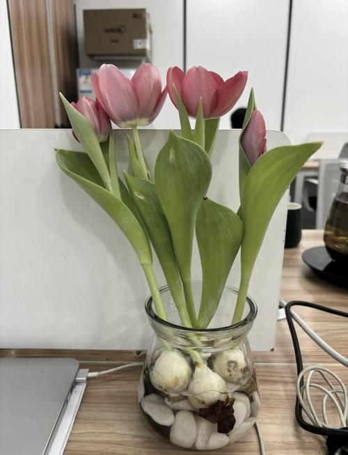 郁金香黄叶怎么办?郁金香叶子枯黄?-第6张图片-优品飞百科 郁金香黄叶怎么办?郁金香叶子枯黄?-第6张图片-优品飞百科