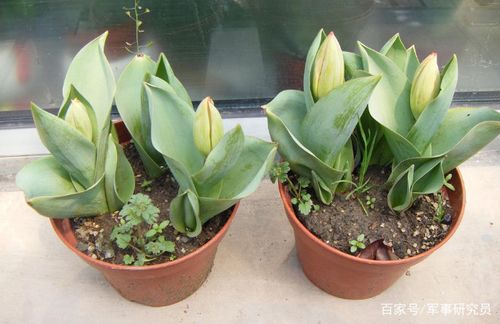 郁金香黄叶怎么办?郁金香叶子枯黄?-第7张图片-优品飞百科 郁金香黄叶怎么办?郁金香叶子枯黄?-第7张图片-优品飞百科