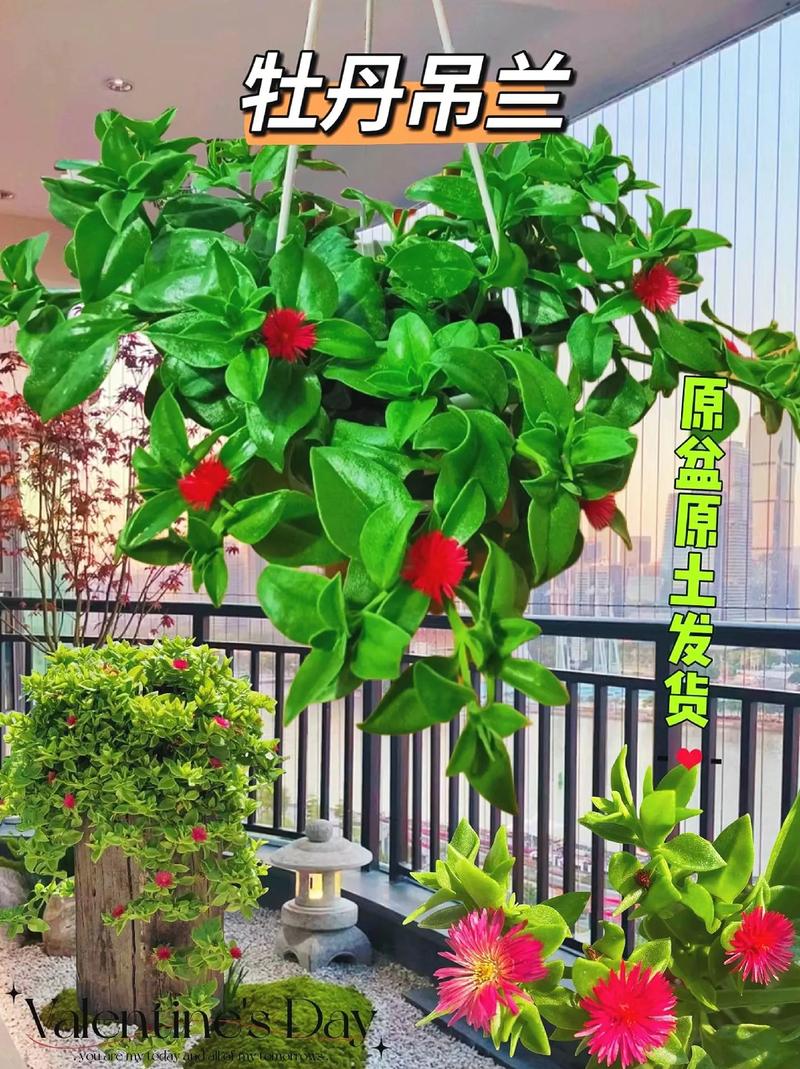 怎么让牡丹吊兰疯长？怎么让牡丹吊兰疯长不长叶子？