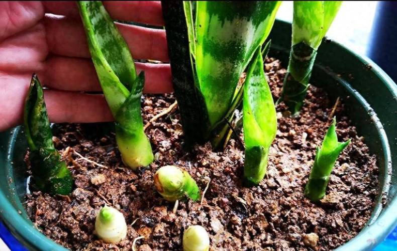 怎么让牡丹吊兰疯长?怎么让牡丹吊兰疯长不长叶子?-第2张图片-优品飞百科 怎么让牡丹吊兰疯长?怎么让牡丹吊兰疯长不长叶子?-第2张图片-优品飞百科