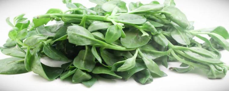 怎么让牡丹吊兰疯长?怎么让牡丹吊兰疯长不长叶子?-第3张图片-优品飞百科 怎么让牡丹吊兰疯长?怎么让牡丹吊兰疯长不长叶子?-第3张图片-优品飞百科