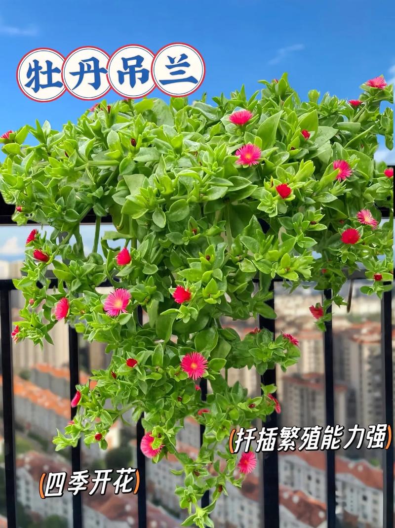 怎么让牡丹吊兰疯长?怎么让牡丹吊兰疯长不长叶子?-第4张图片-优品飞百科 怎么让牡丹吊兰疯长?怎么让牡丹吊兰疯长不长叶子?-第4张图片-优品飞百科