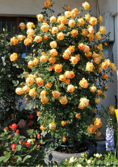 怎么让牡丹吊兰疯长?怎么让牡丹吊兰疯长不长叶子?-第5张图片-优品飞百科 怎么让牡丹吊兰疯长?怎么让牡丹吊兰疯长不长叶子?-第5张图片-优品飞百科