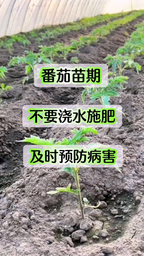 番茄浇水的正确方法，番茄浇水的正确方法是什么？