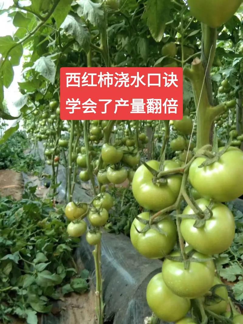 番茄浇水的正确方法，番茄浇水的正确方法是什么？-第3张图片-优品飞百科