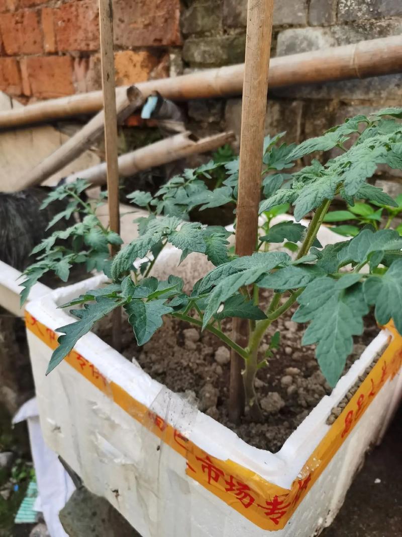 番茄浇水的正确方法，番茄浇水的正确方法是什么？-第5张图片-优品飞百科