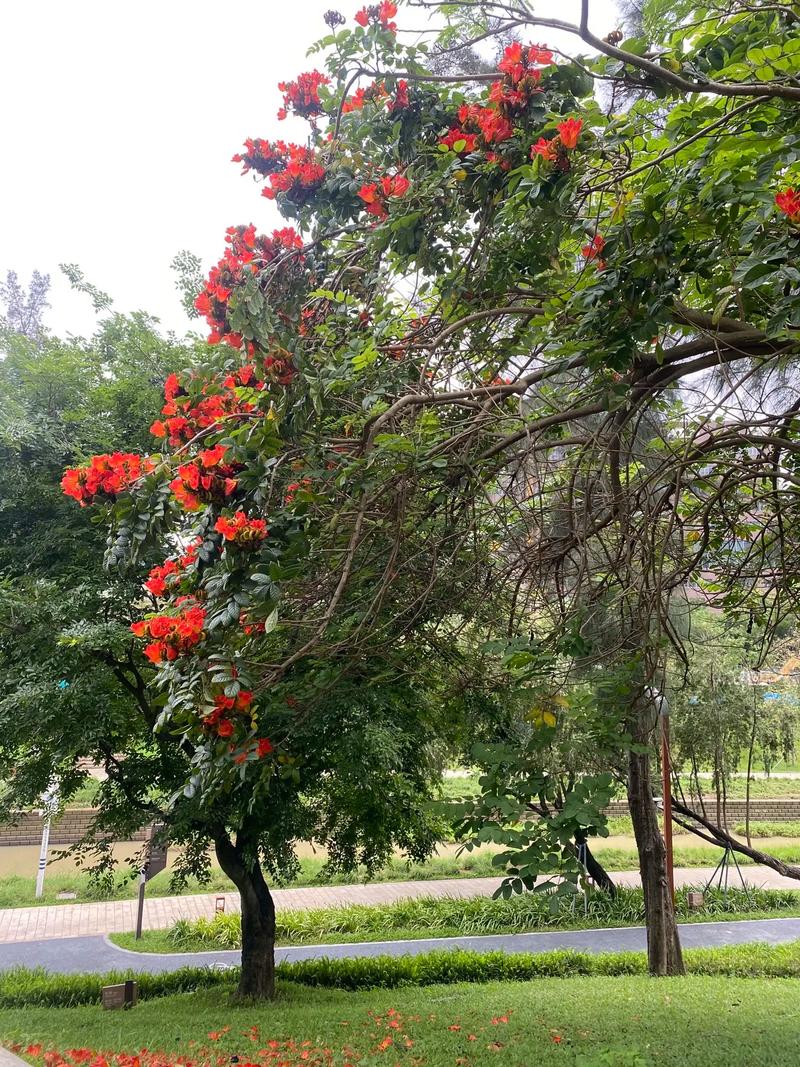 火焰树的养殖方法？火焰树的养殖方法和技术？