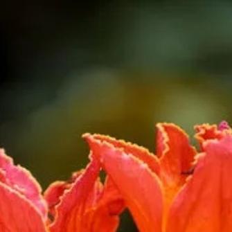 火焰树的养殖方法？火焰树的养殖方法和技术？-第3张图片-优品飞百科