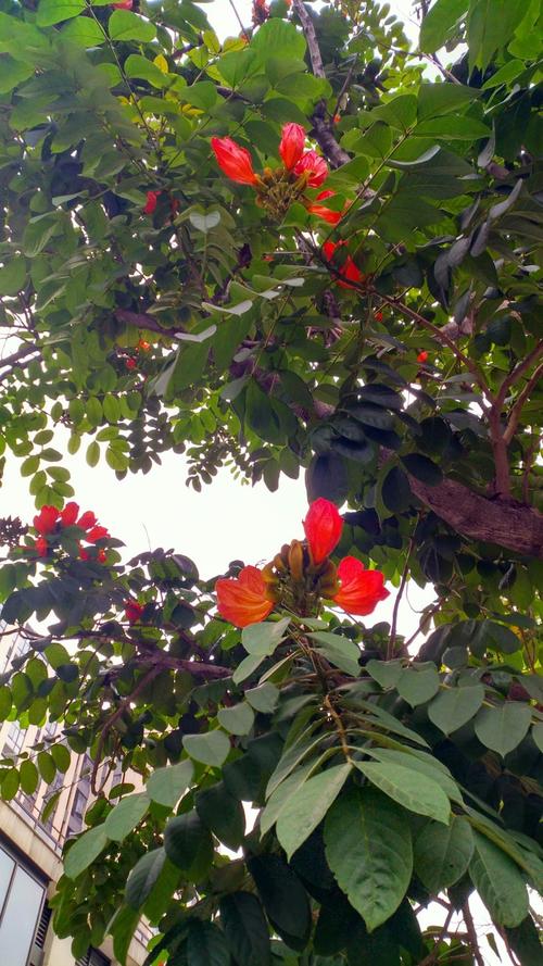 火焰树的养殖方法？火焰树的养殖方法和技术？-第2张图片-优品飞百科