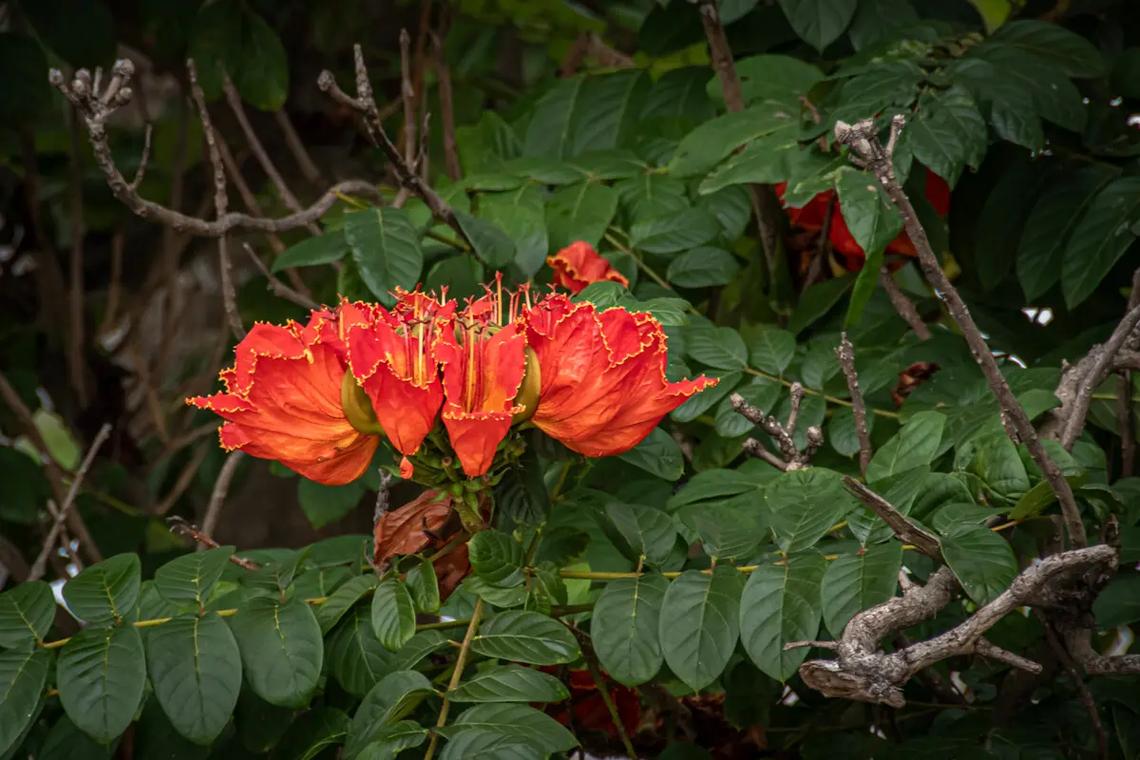 火焰树的养殖方法？火焰树的养殖方法和技术？-第4张图片-优品飞百科