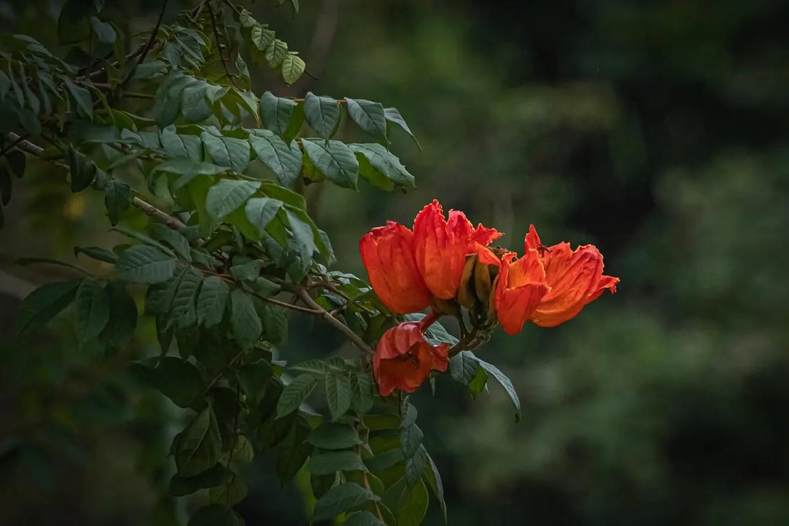 火焰树的养殖方法？火焰树的养殖方法和技术？-第5张图片-优品飞百科