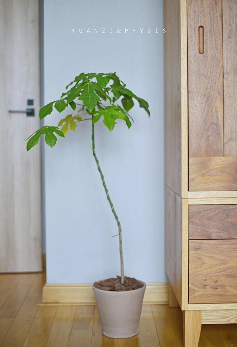 火焰树的养殖方法？火焰树的养殖方法和技术？-第6张图片-优品飞百科