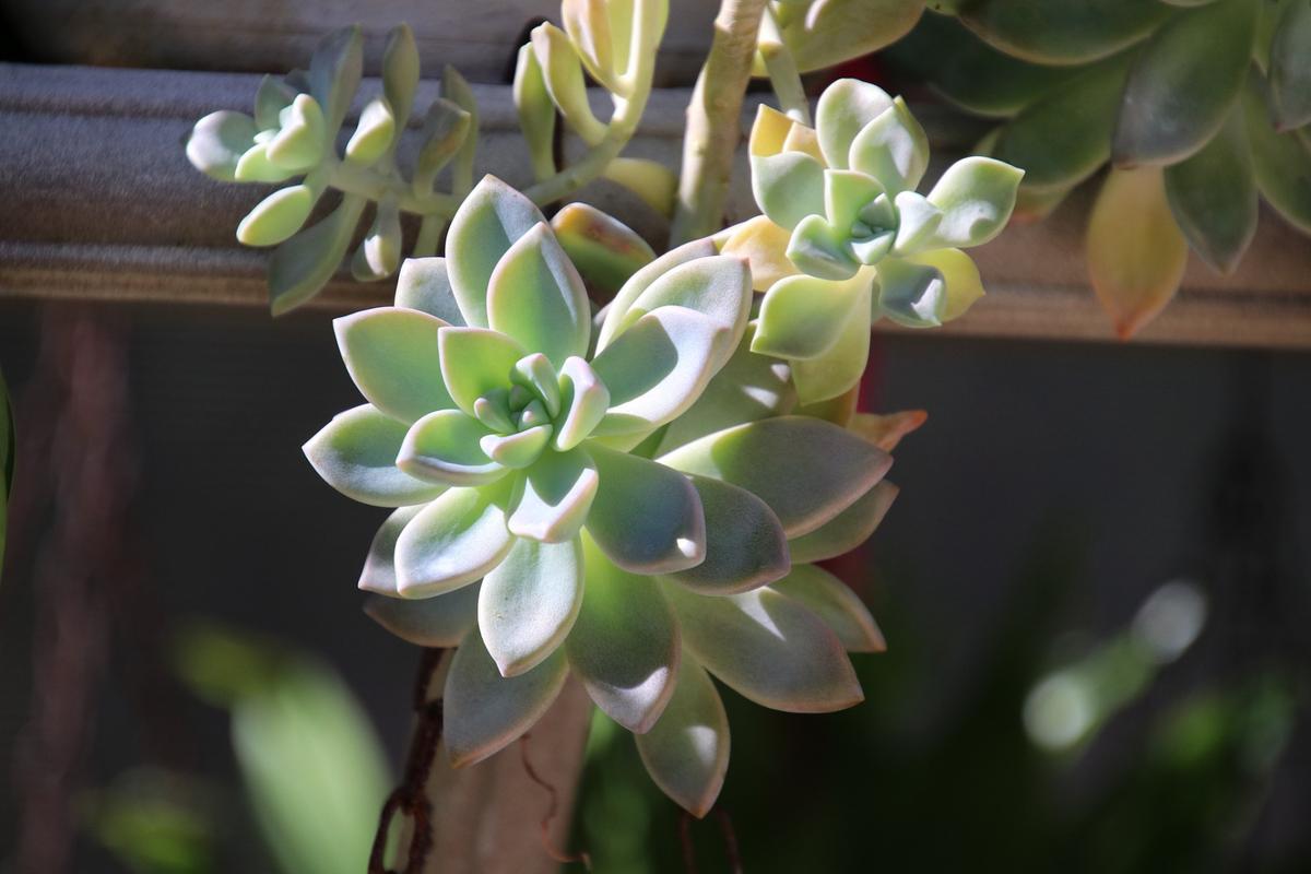 怎么养爱染锦，发展幼儿思维