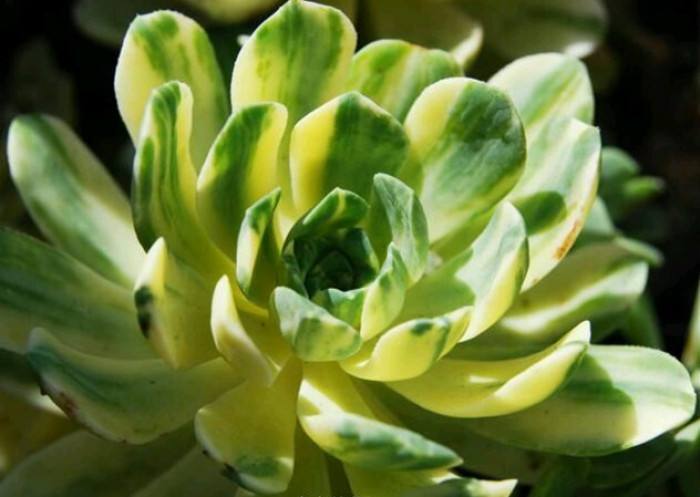 怎么养爱染锦，发展幼儿思维-第4张图片-优品飞百科