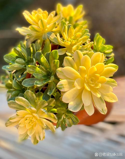 怎么养爱染锦，发展幼儿思维-第3张图片-优品飞百科