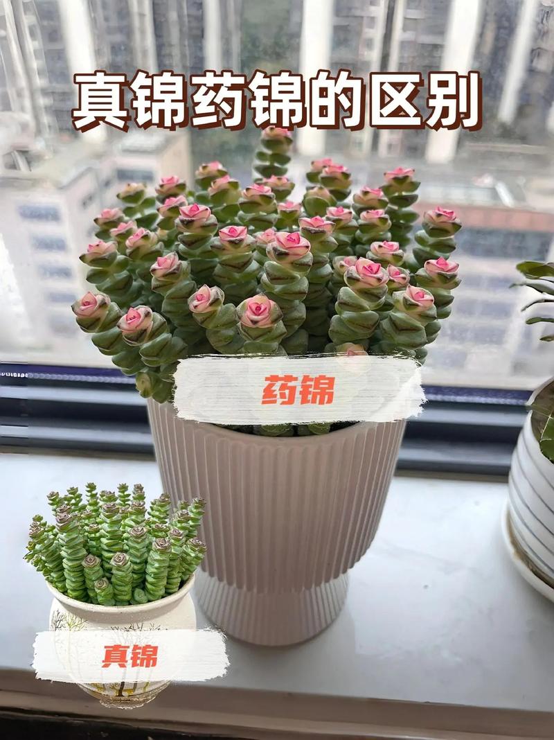 怎么养爱染锦，发展幼儿思维-第5张图片-优品飞百科