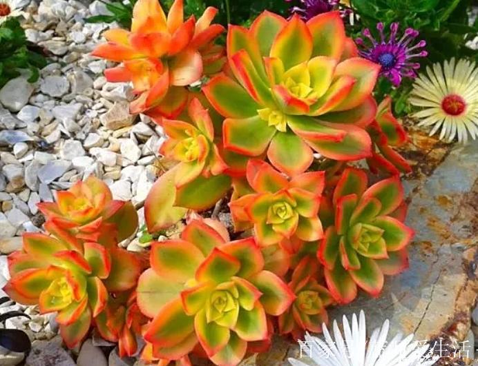 怎么养爱染锦，发展幼儿思维-第6张图片-优品飞百科