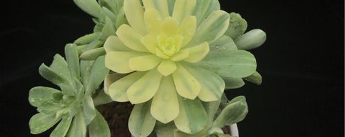 怎么养爱染锦，发展幼儿思维-第7张图片-优品飞百科