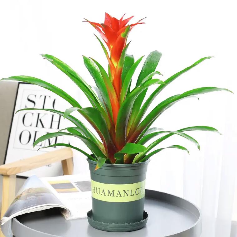 鸿运当头花怎么养才红，鸿运当头花怎么养才红怎么繁殖？