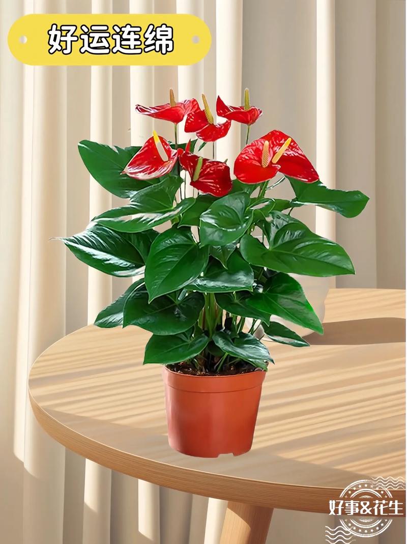 鸿运当头花怎么养才红，鸿运当头花怎么养才红怎么繁殖？-第2张图片-优品飞百科