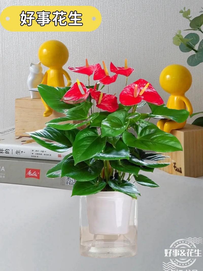 鸿运当头花怎么养才红，鸿运当头花怎么养才红怎么繁殖？-第3张图片-优品飞百科