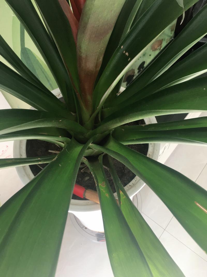 鸿运当头花怎么养才红，鸿运当头花怎么养才红怎么繁殖？-第4张图片-优品飞百科