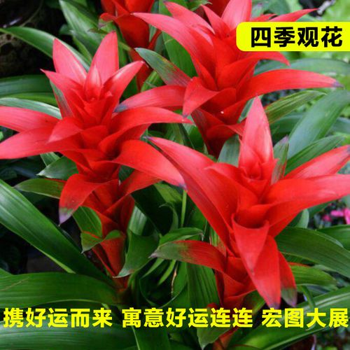 鸿运当头花怎么养才红，鸿运当头花怎么养才红怎么繁殖？-第5张图片-优品飞百科