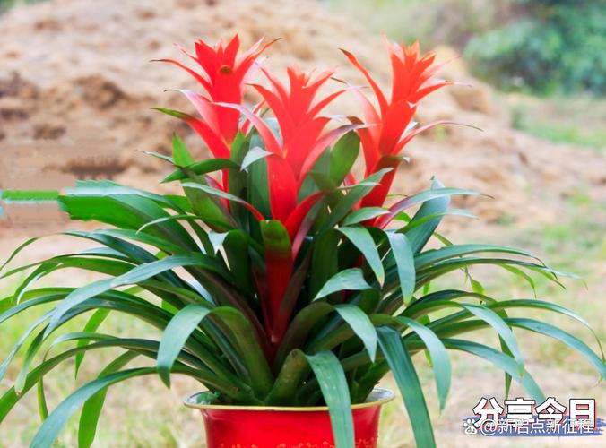 鸿运当头花怎么养才红，鸿运当头花怎么养才红怎么繁殖？-第6张图片-优品飞百科