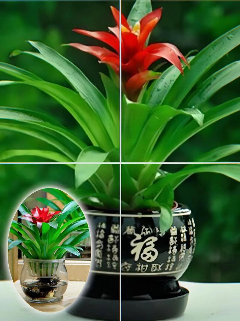 鸿运当头花怎么养才红，鸿运当头花怎么养才红怎么繁殖？-第7张图片-优品飞百科