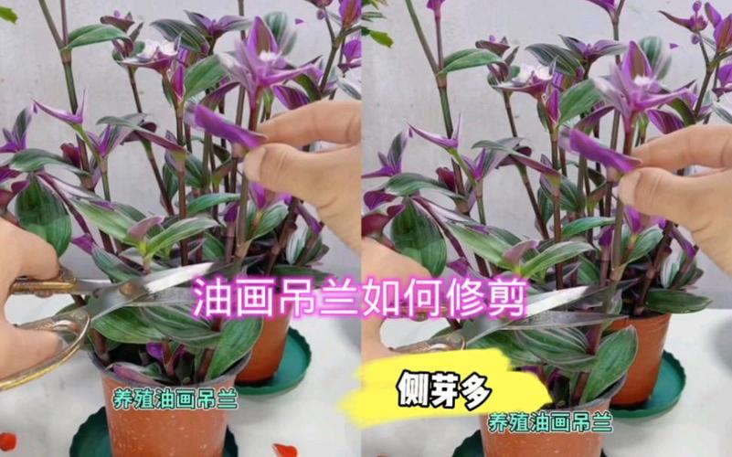 吊兰叶子太长怎么修剪，吊兰叶子太长怎么修剪图解？-第1张图片-优品飞百科