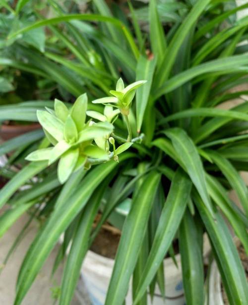 吊兰叶子太长怎么修剪，吊兰叶子太长怎么修剪图解？-第2张图片-优品飞百科