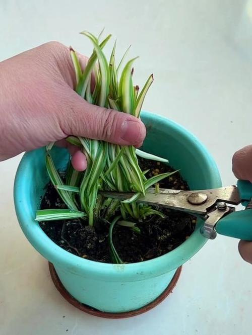 吊兰叶子太长怎么修剪，吊兰叶子太长怎么修剪图解？-第3张图片-优品飞百科