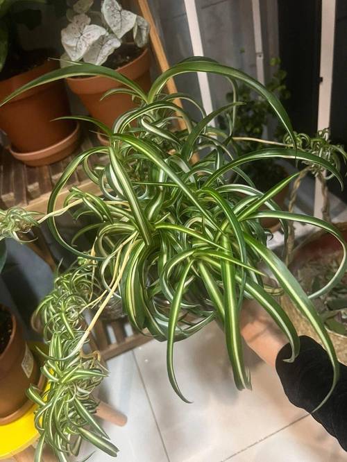 吊兰叶子太长怎么修剪，吊兰叶子太长怎么修剪图解？-第4张图片-优品飞百科